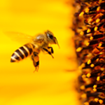 Exploataţii apicole